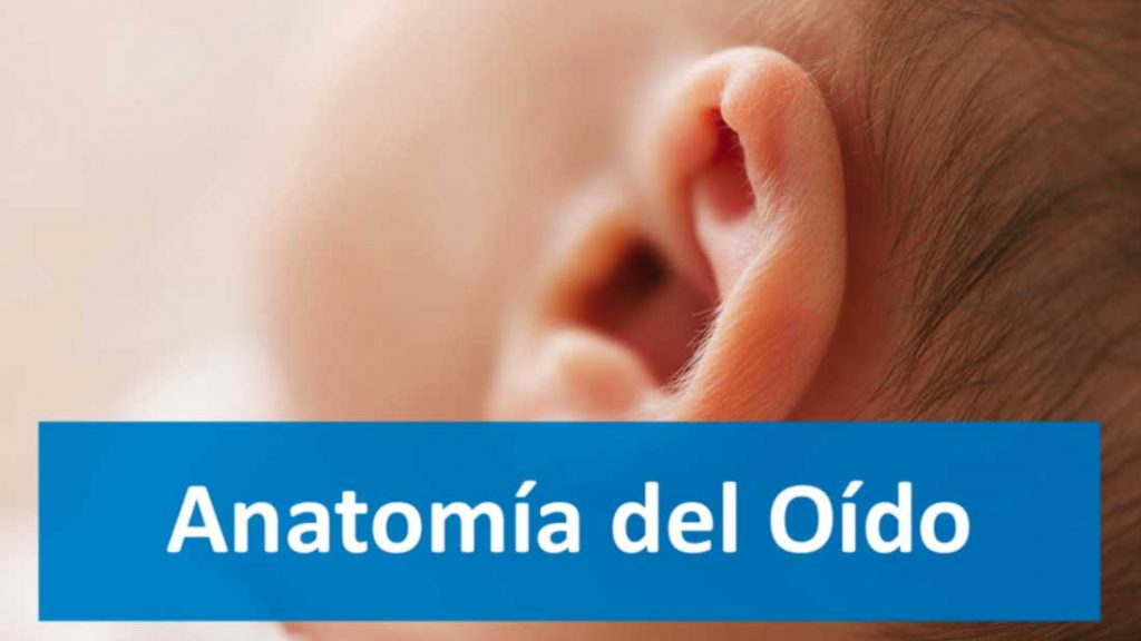 anatomia del oido oreja de bebe